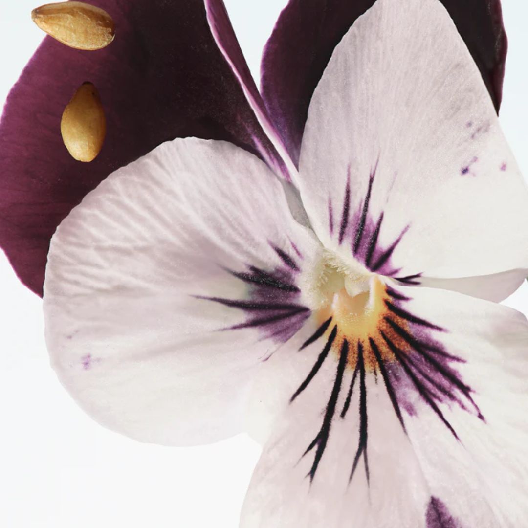 Velvet Violet Eau de Parfum